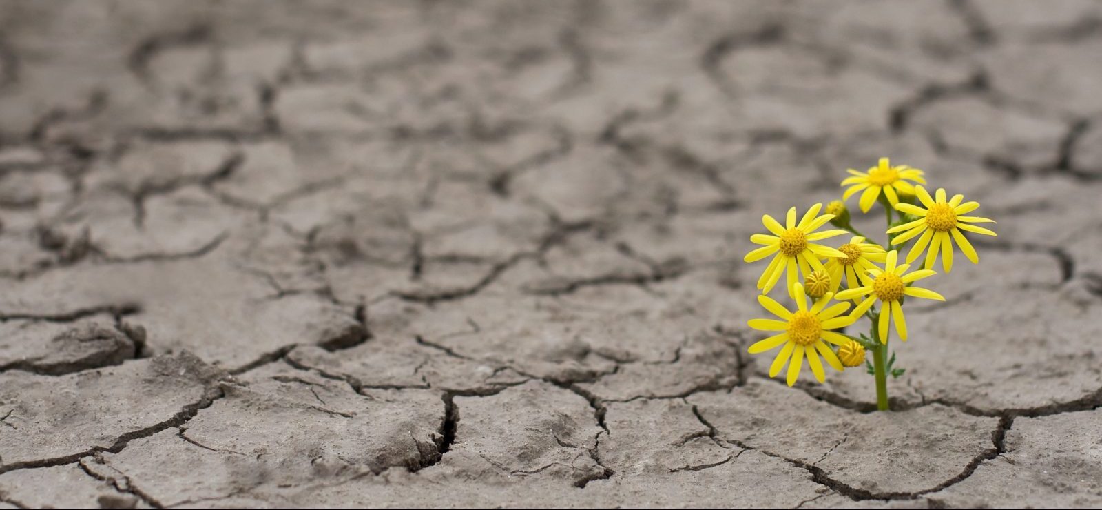 Hope in the Global Push to Address the Climate Crisis