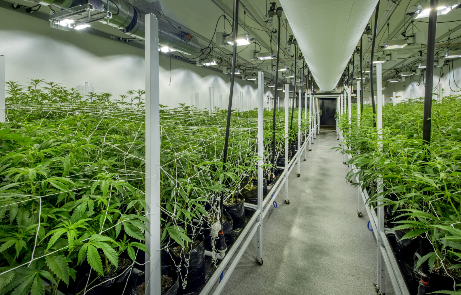 Greening the Pot Industry