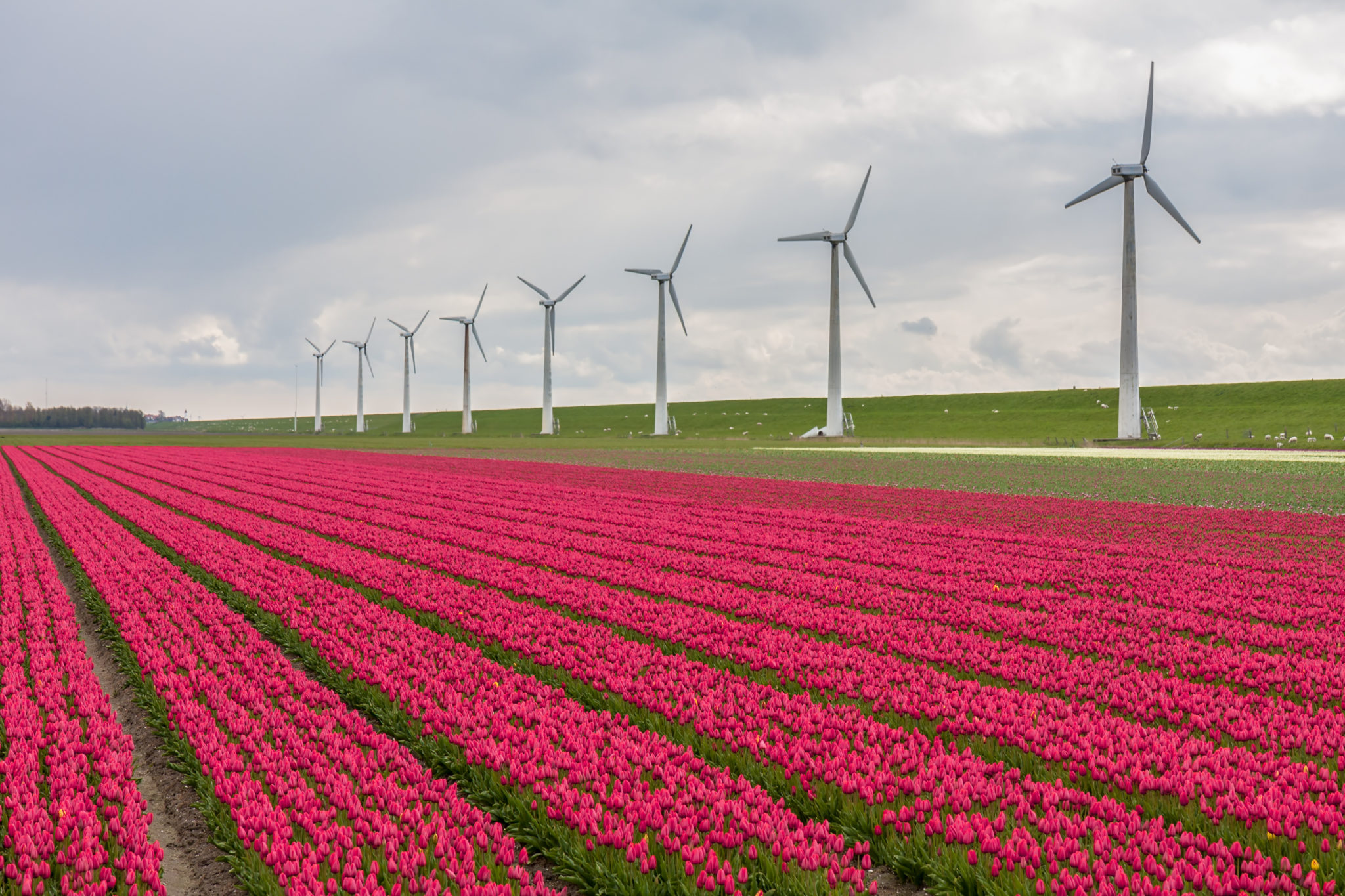 Wind and Solar: The New Cash Crops