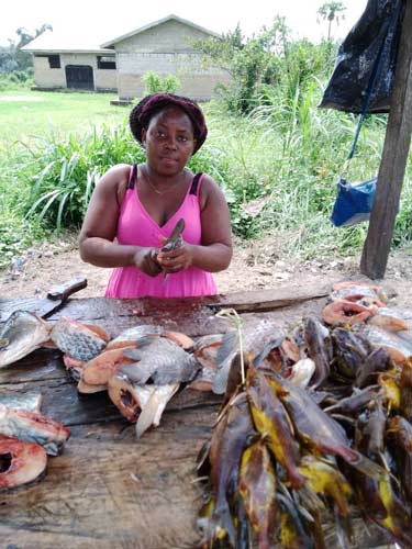 Blessing Friday Ube preparing fish for sale in Atimbo, a peri-urban community 20 minutes from Calabar in Cross River state. She trades fresh catfish in addition to other captured fish from a nearby river, and reports that she would use refrigeration to store some of her products.