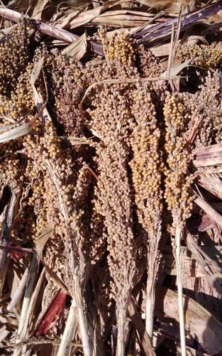 Sun-dried sorghum panicles ready for manual threshing in Damaski community, Kaduna state.