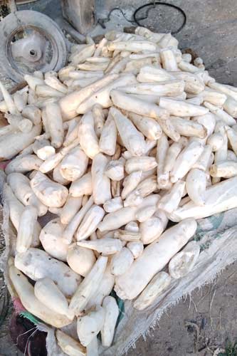 Hand-peeled cassava tubers.