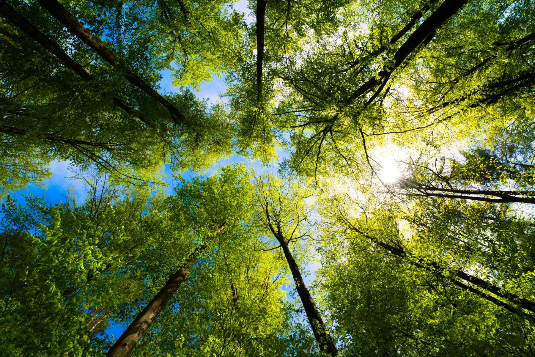 How to Build a Trusted Voluntary Carbon Market
