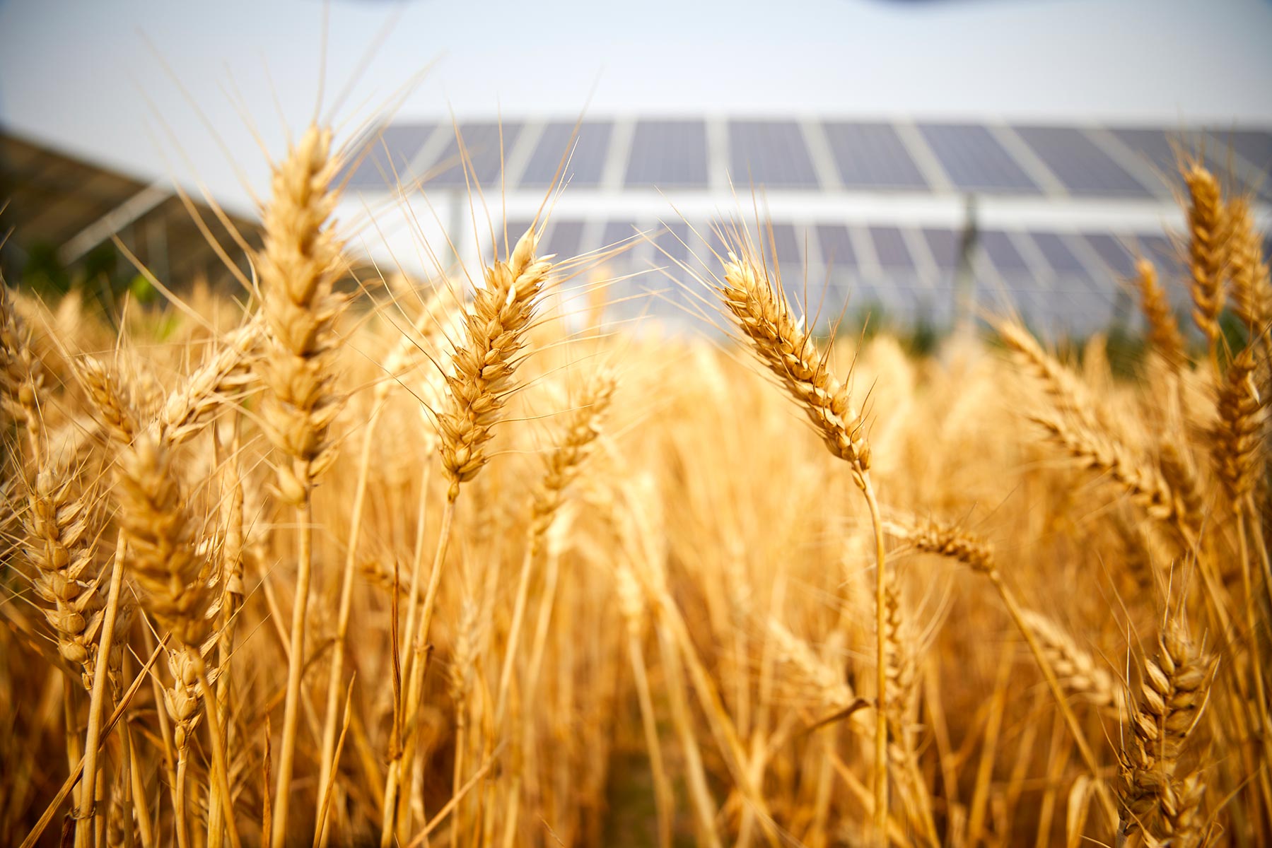 The Rural Equitable Climate Transition toward Carbon Neutrality and Shared Prosperity