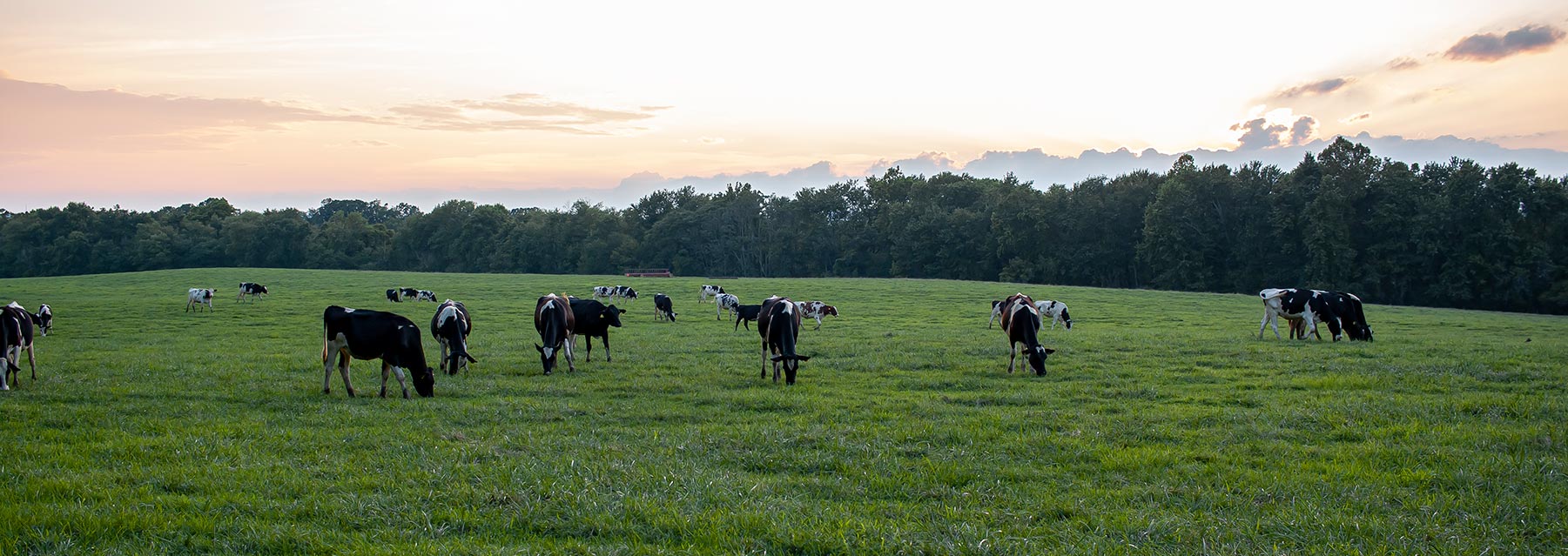 Emergence Strategy in Action: Danone and the Dairy Methane Action Alliance