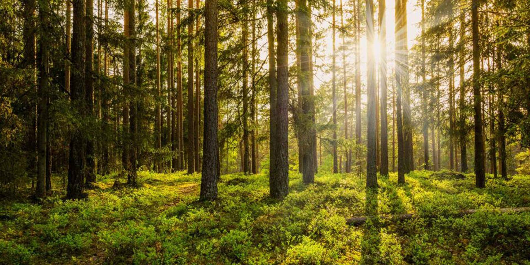 Radical Transparency for Voluntary Carbon Markets