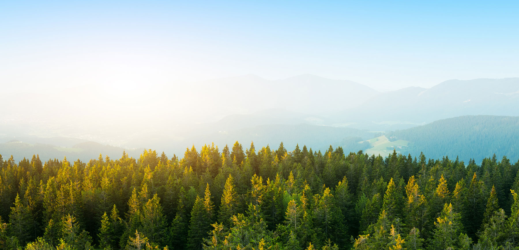 A Buyer’s Guide to Carbon Credit Data Quality