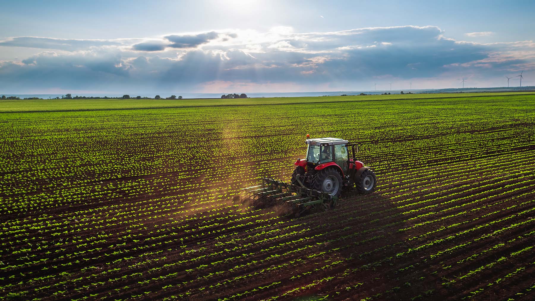 Roadmap for Distributed Green Ammonia in Minnesota