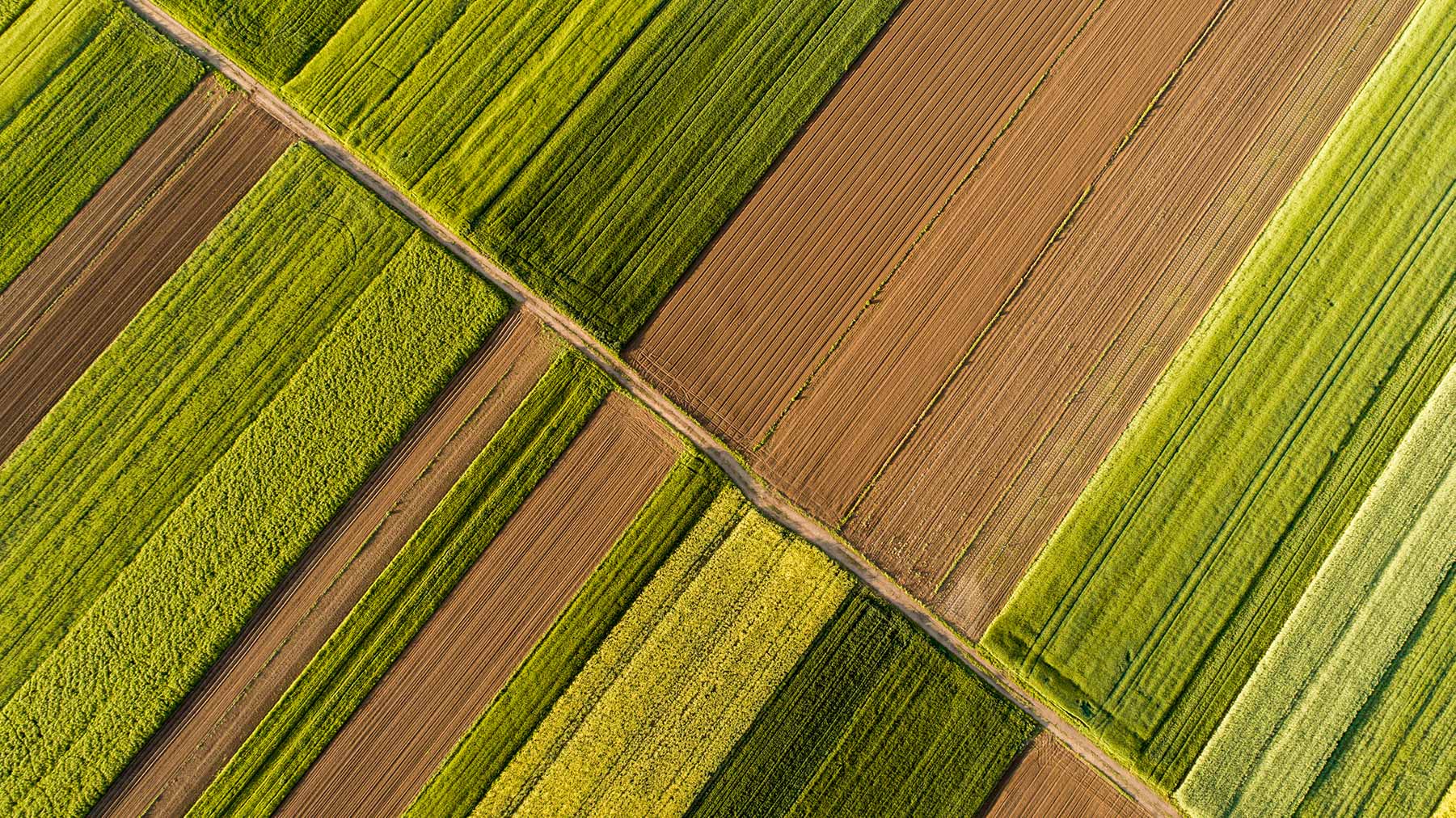 Seeding a New Pathway: The Opportunity for Distributed Green Ammonia