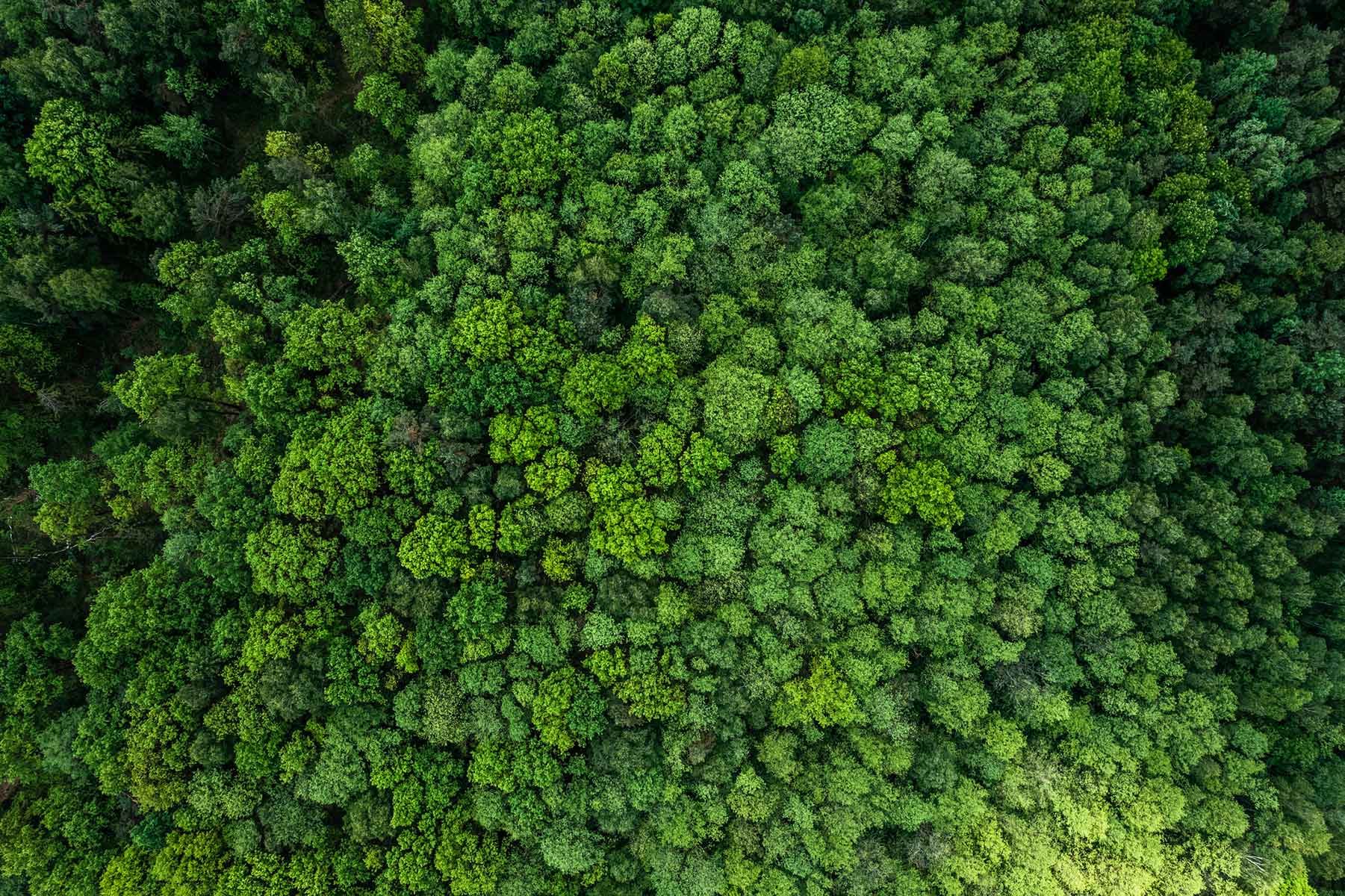 Following the Carbon: A New Lens on the Carbon Dioxide Removal Ecosystem