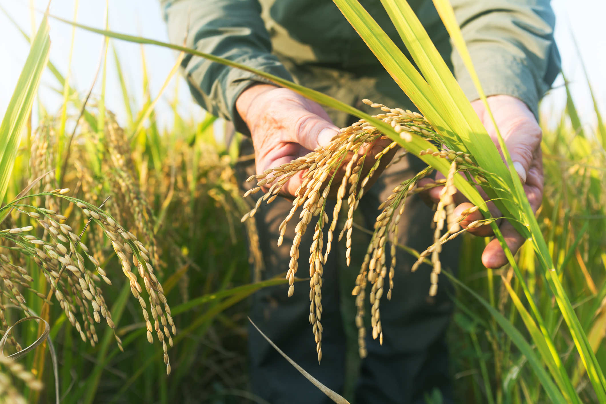 Technical Explainer: Carbon Credits for Improved Rice Cultivation