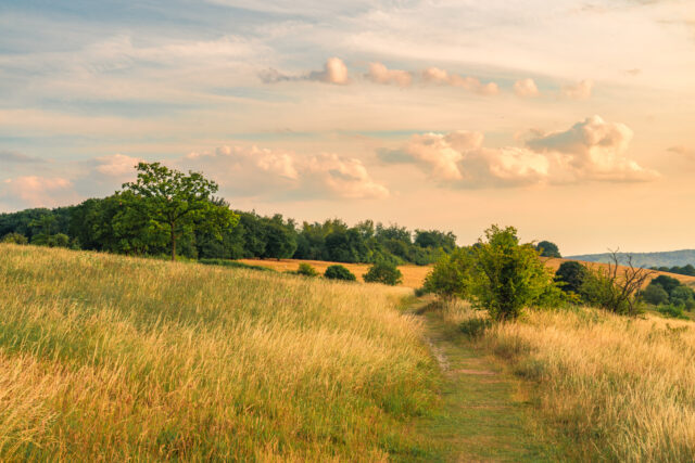 Food and Beverage Companies Gain New Decarbonization Pathway with Launch of Green Ammonia Buyers Alliance