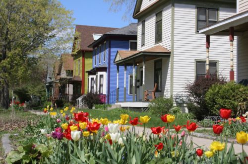 Tulips in front of houses on Milwaukee Avenue