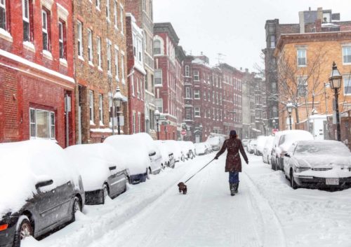 snowy boston dog walk
