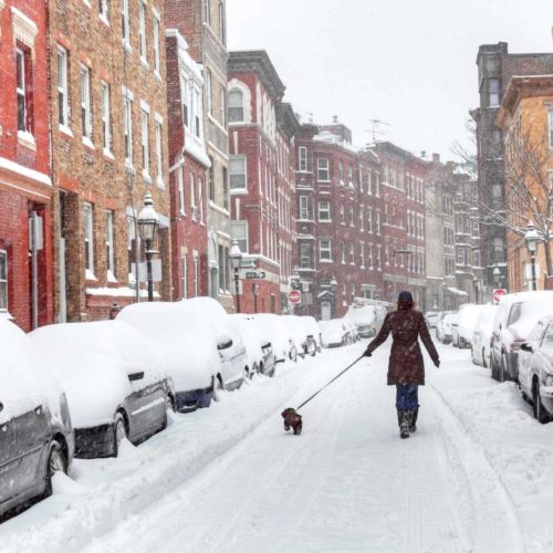 snowy boston dog walk