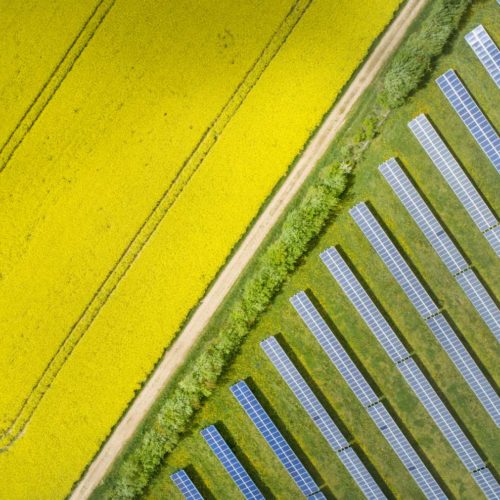 yellow fields and solar panel arrays