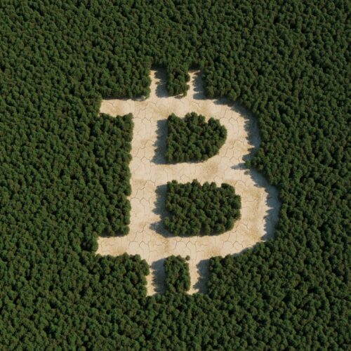bitcoin logo in forest