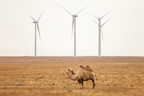 Domestic bactrian camel at the background of the wind turbines in a steppe of Kazakhstan