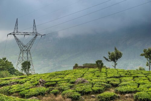 powerline towering over Munnar tea plantation