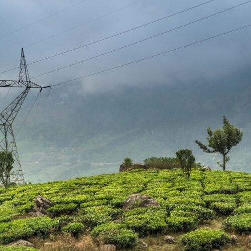 powerline towering over Munnar tea plantation