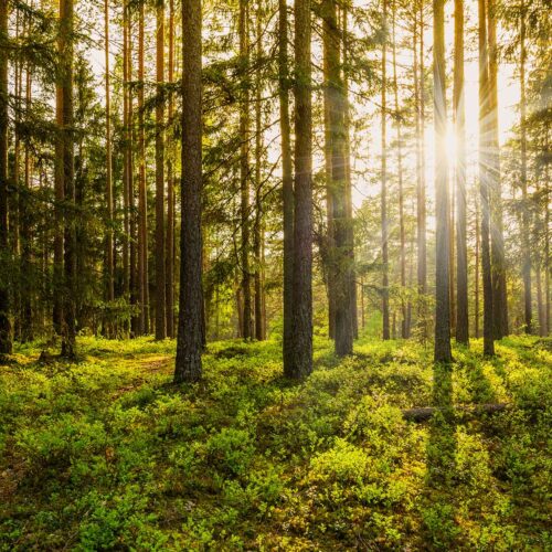 sunlight through forest trees