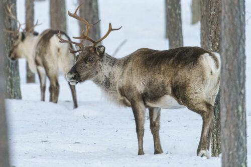 Reindeer, Rangifer tarandus, in forest at winter season, looking to the camera, Norrbotten province, Sweden