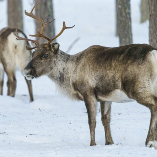 Reindeer, Rangifer tarandus, in forest at winter season, looking to the camera, Norrbotten province, Sweden