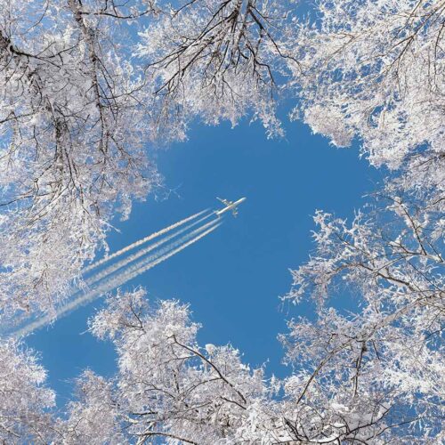 looking up at airplane contrails with surrounding trees