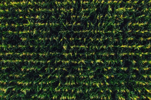 aerial view of a corn field